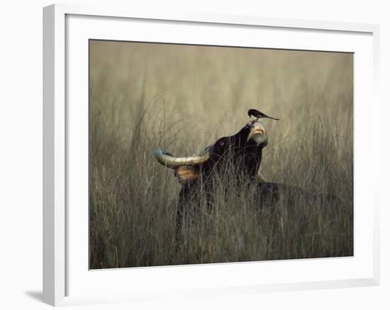 Wild Gaur, Adult Bull Endangered, with Black Drongo on Nose. Bandhavgarh Np, Madhya Pradesh, India-Jean-pierre Zwaenepoel-Framed Photographic Print