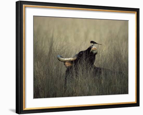 Wild Gaur, Adult Bull Endangered, with Black Drongo on Nose. Bandhavgarh Np, Madhya Pradesh, India-Jean-pierre Zwaenepoel-Framed Photographic Print