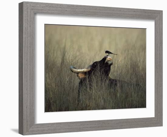 Wild Gaur, Adult Bull Endangered, with Black Drongo on Nose. Bandhavgarh Np, Madhya Pradesh, India-Jean-pierre Zwaenepoel-Framed Photographic Print