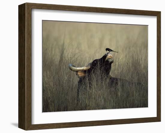 Wild Gaur, Adult Bull Endangered, with Black Drongo on Nose. Bandhavgarh Np, Madhya Pradesh, India-Jean-pierre Zwaenepoel-Framed Photographic Print