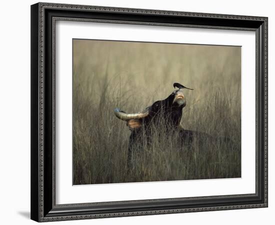 Wild Gaur, Adult Bull Endangered, with Black Drongo on Nose. Bandhavgarh Np, Madhya Pradesh, India-Jean-pierre Zwaenepoel-Framed Photographic Print