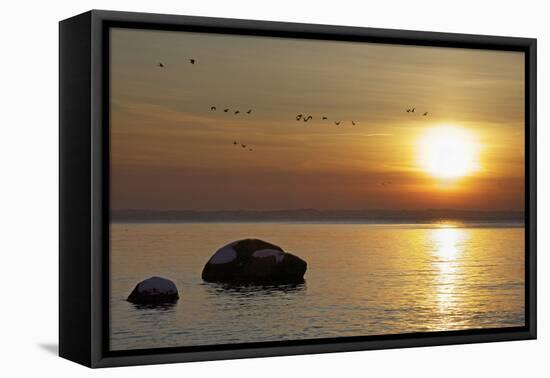 Wild Geese before Sundown over Bay of Wismar, View from the Island Poel-Uwe Steffens-Framed Premier Image Canvas