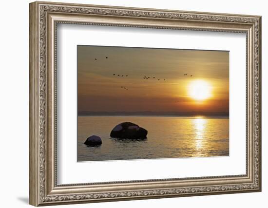 Wild Geese before Sundown over Bay of Wismar, View from the Island Poel-Uwe Steffens-Framed Photographic Print