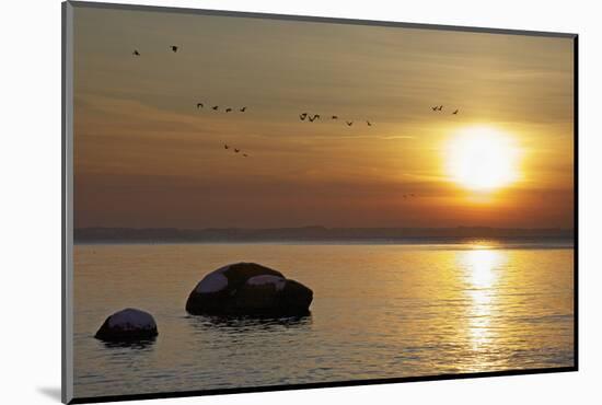 Wild Geese before Sundown over Bay of Wismar, View from the Island Poel-Uwe Steffens-Mounted Photographic Print