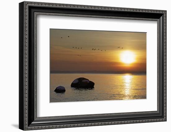 Wild Geese before Sundown over Bay of Wismar, View from the Island Poel-Uwe Steffens-Framed Photographic Print