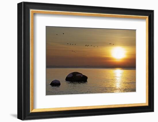 Wild Geese before Sundown over Bay of Wismar, View from the Island Poel-Uwe Steffens-Framed Photographic Print