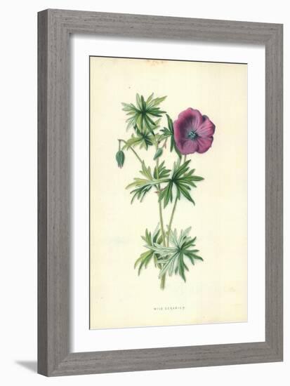 Wild Geranium-Frederick Edward Hulme-Framed Giclee Print