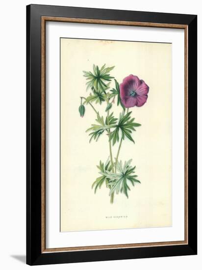 Wild Geranium-Frederick Edward Hulme-Framed Giclee Print