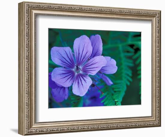 Wild Geraniums of the Aleutian Islands, Alaska, USA-Darrell Gulin-Framed Photographic Print