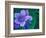 Wild Geraniums of the Aleutian Islands, Alaska, USA-Darrell Gulin-Framed Photographic Print