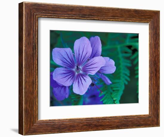 Wild Geraniums of the Aleutian Islands, Alaska, USA-Darrell Gulin-Framed Photographic Print