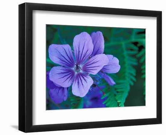 Wild Geraniums of the Aleutian Islands, Alaska, USA-Darrell Gulin-Framed Photographic Print