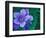 Wild Geraniums of the Aleutian Islands, Alaska, USA-Darrell Gulin-Framed Photographic Print