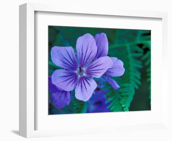 Wild Geraniums of the Aleutian Islands, Alaska, USA-Darrell Gulin-Framed Photographic Print