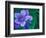 Wild Geraniums of the Aleutian Islands, Alaska, USA-Darrell Gulin-Framed Photographic Print