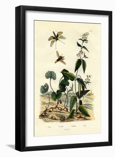 Wild Ginger, 1833-39-null-Framed Giclee Print