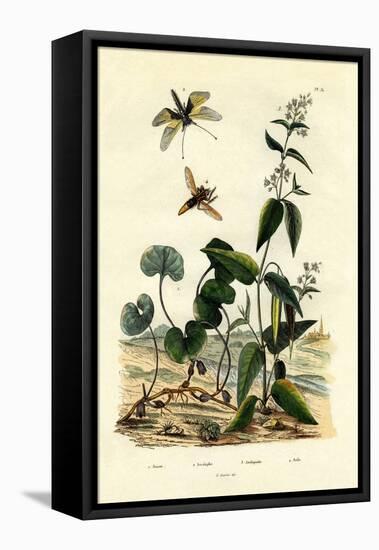 Wild Ginger, 1833-39-null-Framed Premier Image Canvas