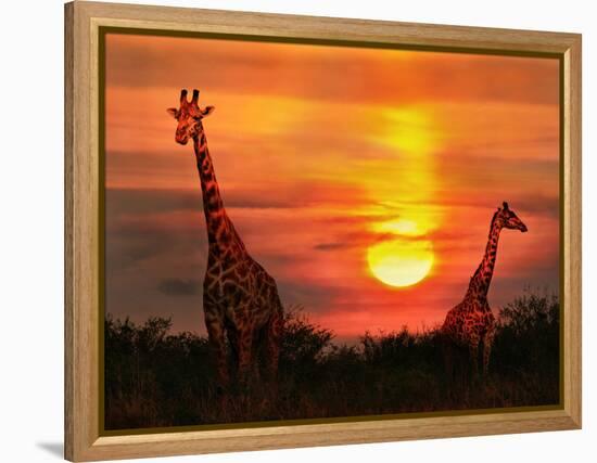 Wild Giraffes in the Savannah at Sunset-Byelikova Oksana-Framed Premier Image Canvas