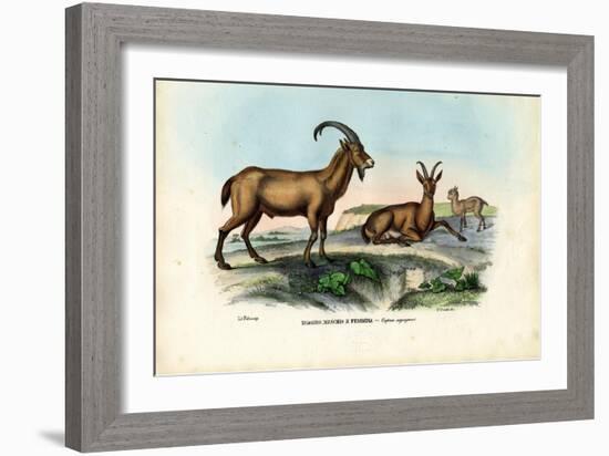 Wild Goat, 1863-79-Raimundo Petraroja-Framed Giclee Print