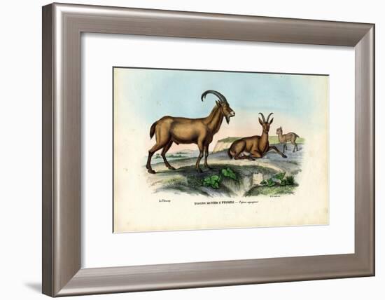 Wild Goat, 1863-79-Raimundo Petraroja-Framed Giclee Print