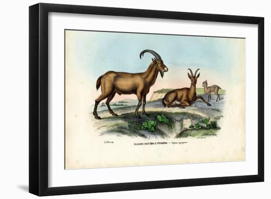 Wild Goat, 1863-79-Raimundo Petraroja-Framed Giclee Print