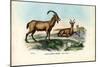 Wild Goat, 1863-79-Raimundo Petraroja-Mounted Giclee Print