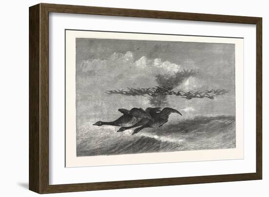 Wild-Goose. Us, USA, America, United States, American, 1880-null-Framed Giclee Print