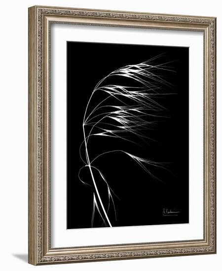 Wild Grass Seed Heads, X-ray-Koetsier Albert-Framed Photographic Print