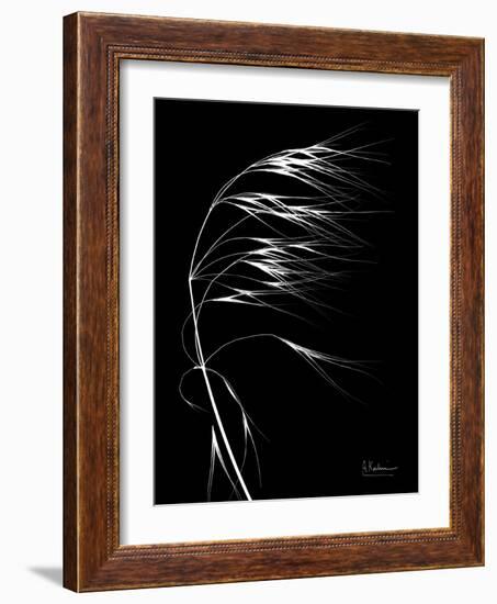 Wild Grass Seed Heads, X-ray-Koetsier Albert-Framed Photographic Print