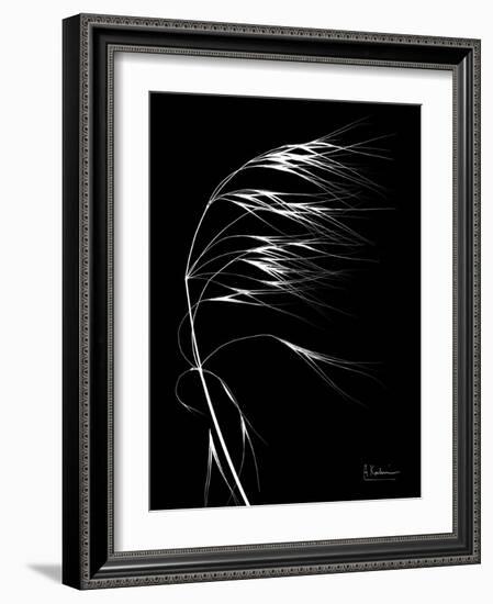 Wild Grass Seed Heads, X-ray-Koetsier Albert-Framed Photographic Print