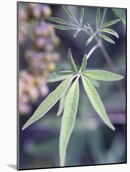 Wild Growing Hemp-Brigitte Sporrer-Mounted Photographic Print