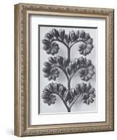 Wild Heliotrope-Karl Blossfeldt-Framed Art Print