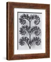 Wild Heliotrope-Karl Blossfeldt-Framed Art Print