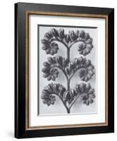 Wild Heliotrope-Karl Blossfeldt-Framed Art Print