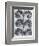 Wild Heliotrope-Karl Blossfeldt-Framed Art Print