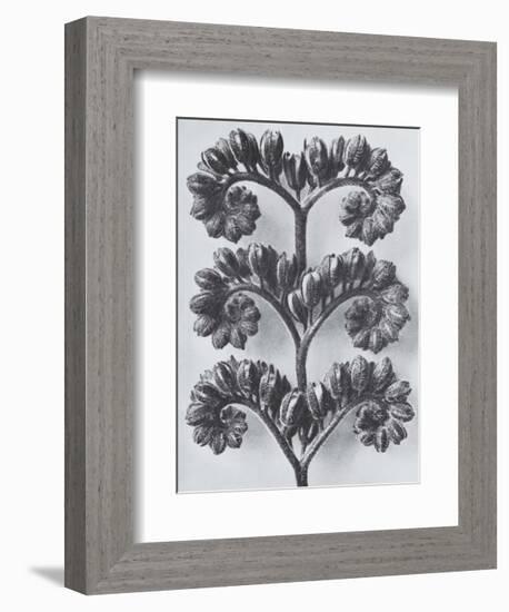 Wild Heliotrope-Karl Blossfeldt-Framed Art Print