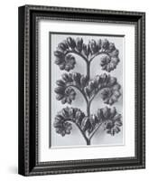 Wild Heliotrope-Karl Blossfeldt-Framed Art Print