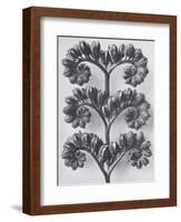 Wild Heliotrope-Karl Blossfeldt-Framed Art Print