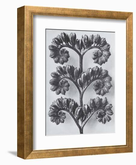 Wild Heliotrope-Karl Blossfeldt-Framed Art Print