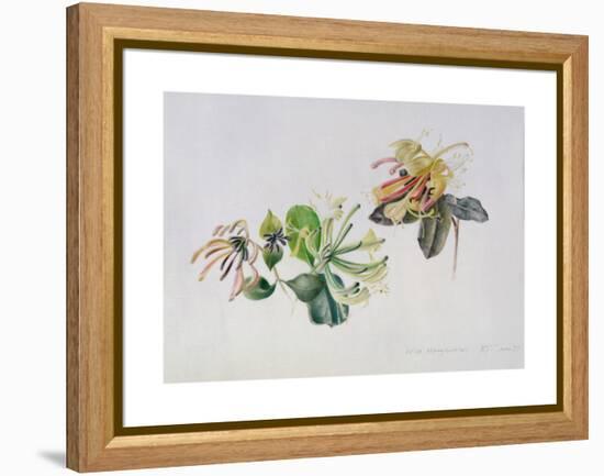 Wild Honeysuckles, 1999-Rebecca John-Framed Premier Image Canvas