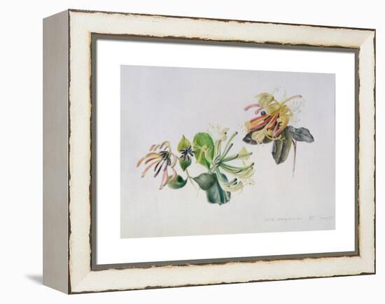 Wild Honeysuckles, 1999-Rebecca John-Framed Premier Image Canvas