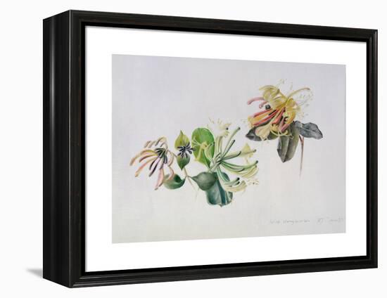 Wild Honeysuckles, 1999-Rebecca John-Framed Premier Image Canvas