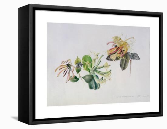 Wild Honeysuckles, 1999-Rebecca John-Framed Premier Image Canvas