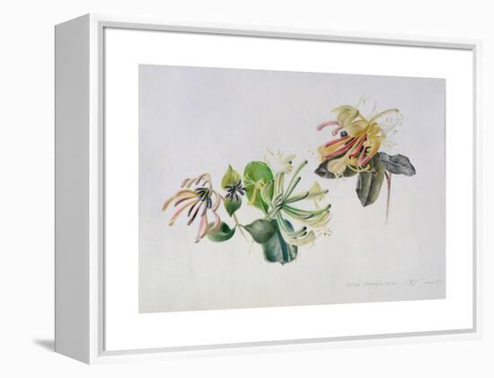 Wild Honeysuckles, 1999-Rebecca John-Framed Premier Image Canvas