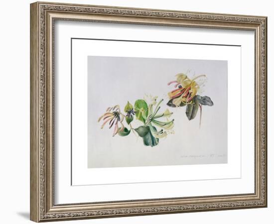 Wild Honeysuckles, 1999-Rebecca John-Framed Giclee Print