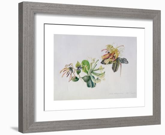 Wild Honeysuckles, 1999-Rebecca John-Framed Giclee Print