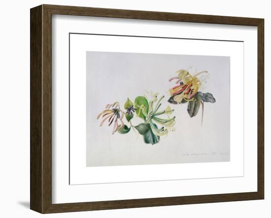 Wild Honeysuckles, 1999-Rebecca John-Framed Giclee Print