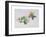 Wild Honeysuckles, 1999-Rebecca John-Framed Giclee Print