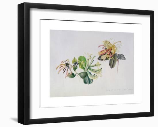 Wild Honeysuckles, 1999-Rebecca John-Framed Giclee Print