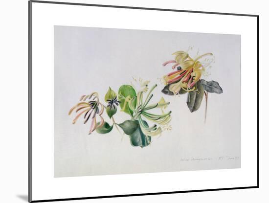 Wild Honeysuckles, 1999-Rebecca John-Mounted Giclee Print